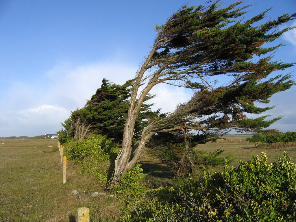 Wind trees. Windy. Эрика дерево. Дерево Эрика Ферфрухен. Windy Tree.